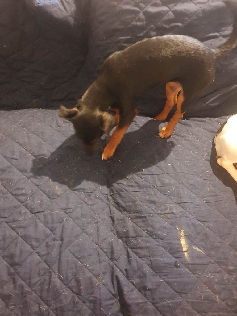 Jack russellx manchester terrior