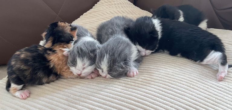 ❤️Kittens for sale ❤️