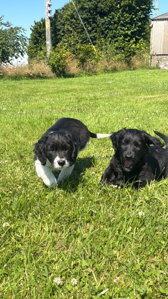 Sprollie puppies 