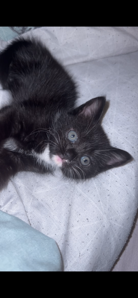 Kittens nearly ready for their forever home 