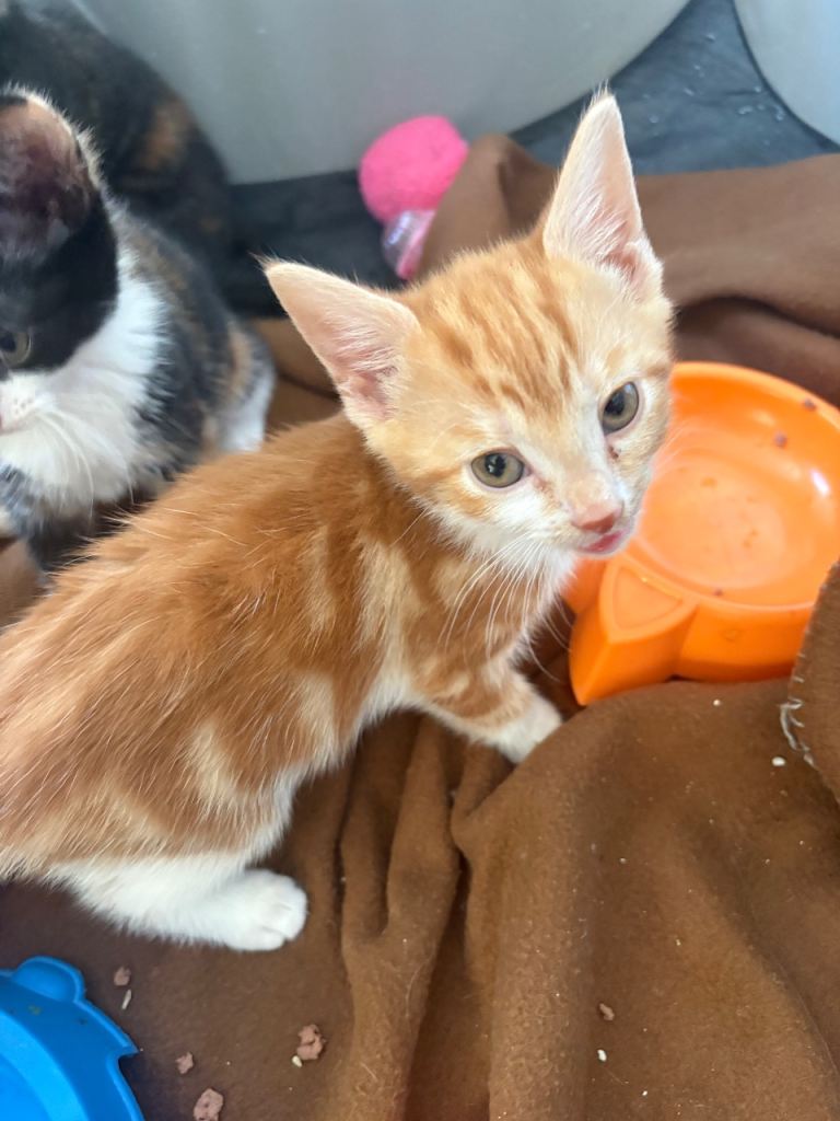 Ginger girl kitten  ready to go now 
