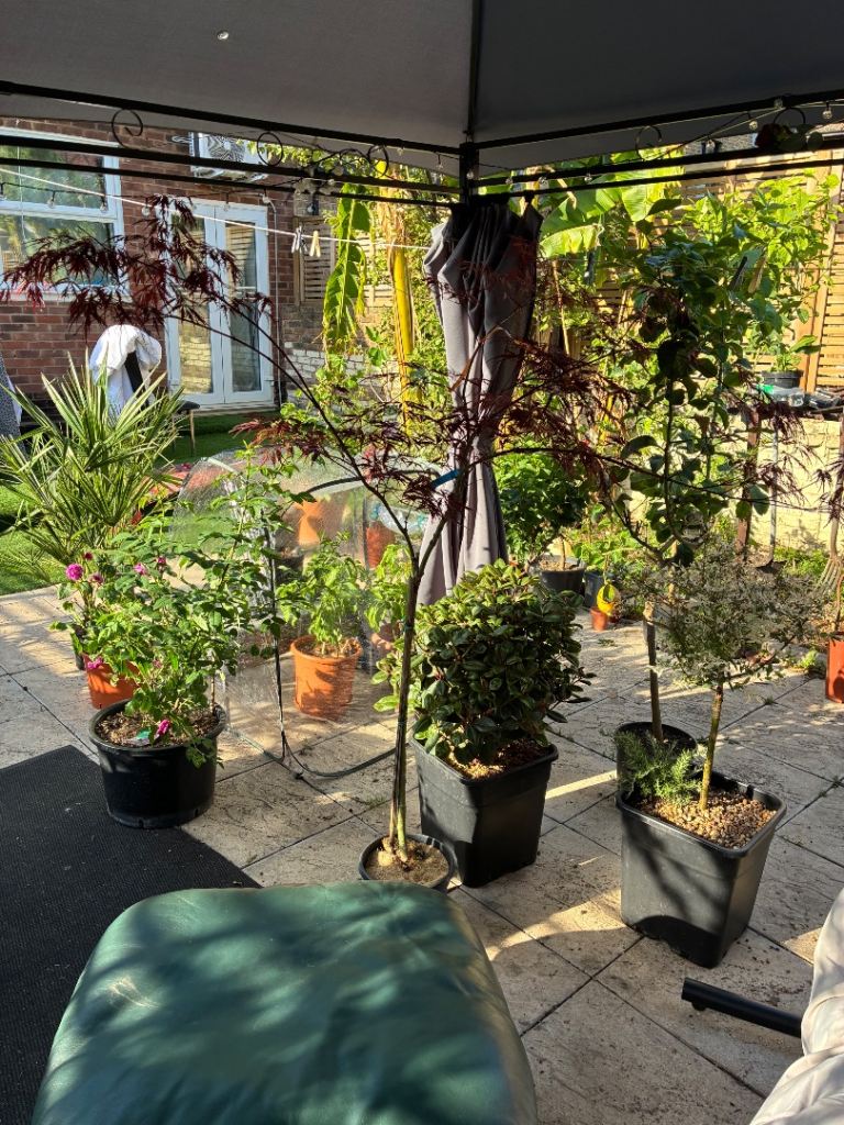 🍁Bonsai  Stunning Japanese Maple (Acer) – Elegant Garden Feature