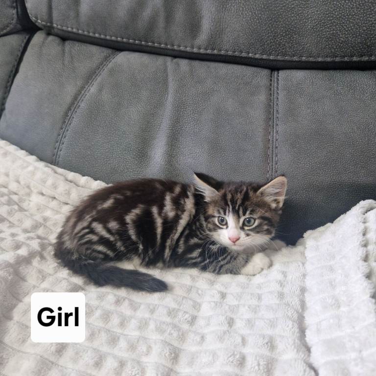 Kittens 