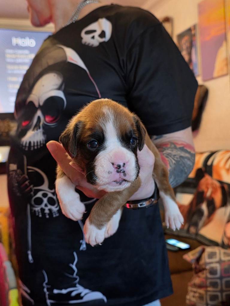 Kc boxer pups for sale