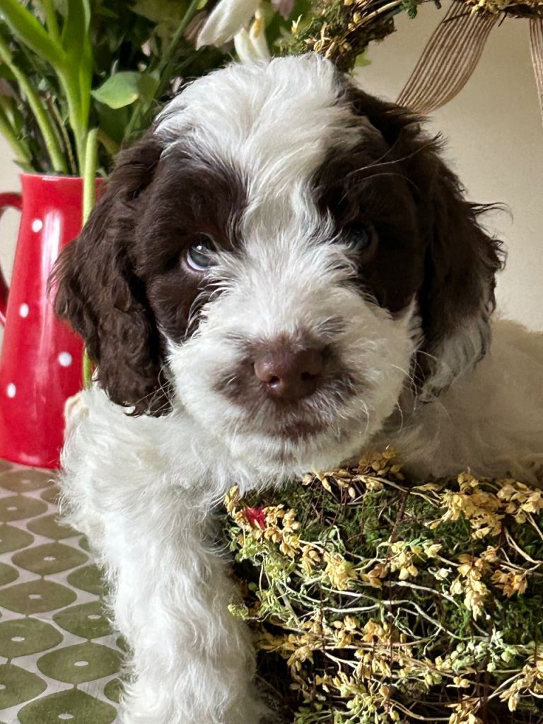 Sproodle type puppies for sale