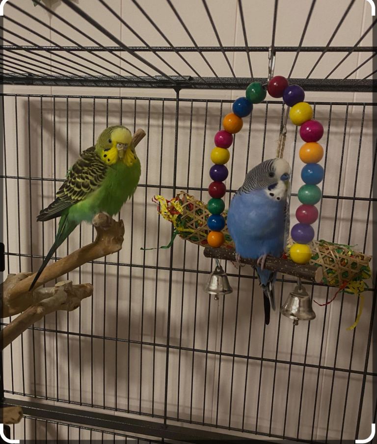 Budgies 