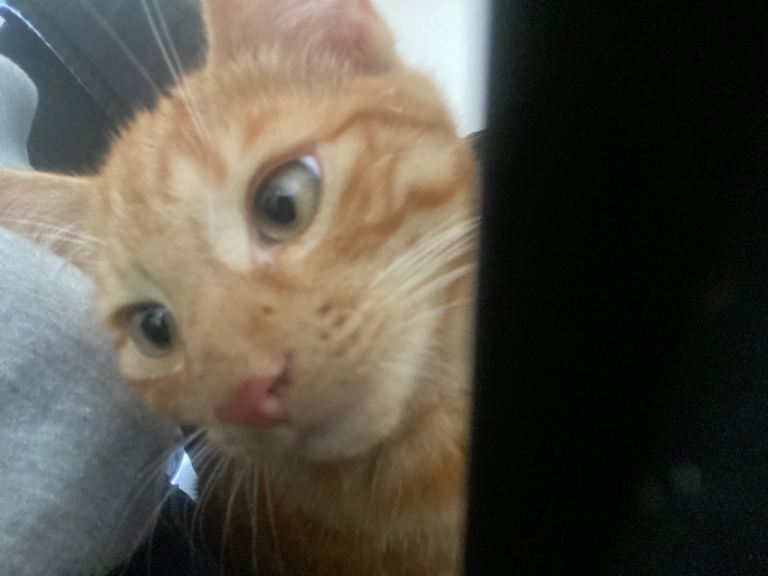 Ginger and black kittens ( 3 months)