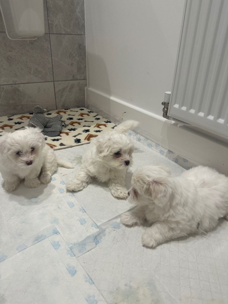 Bichon puppy 