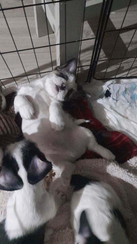 Frenchie/lhassa apso
