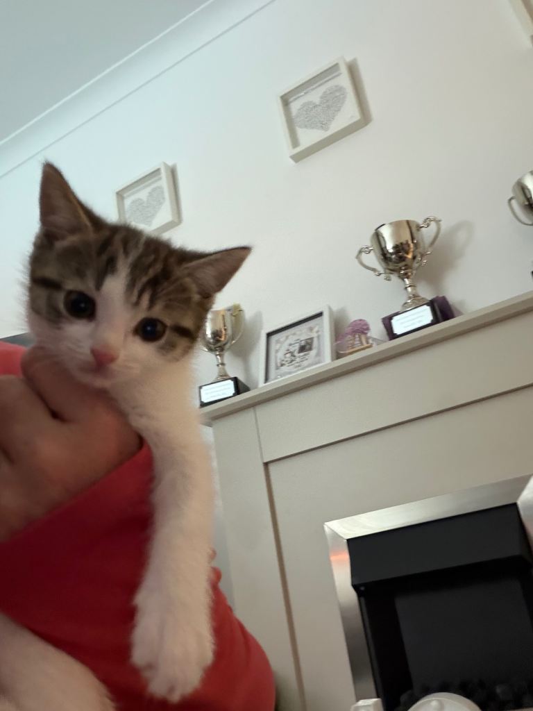 1 female kitten 