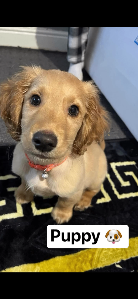 Locking for a Good owner to this cute puppy I would keep but due to my landlord I can’t keep 