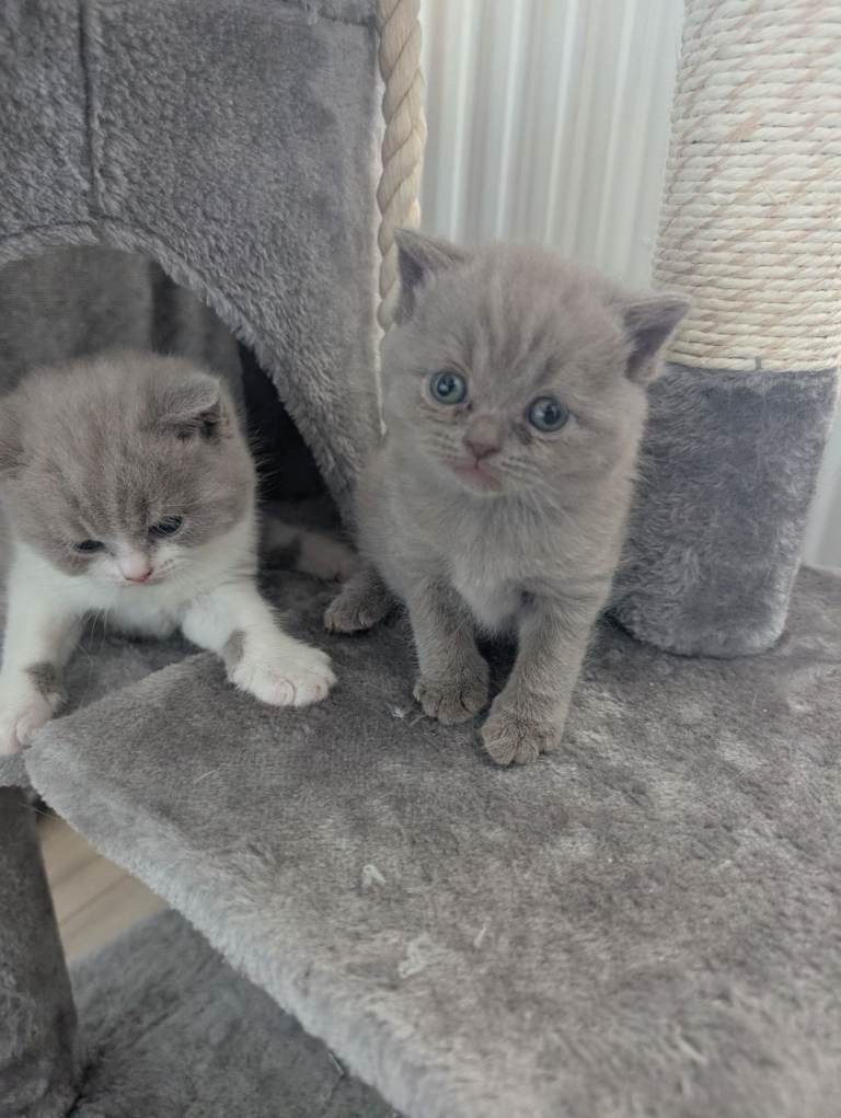 British short hair kittens 