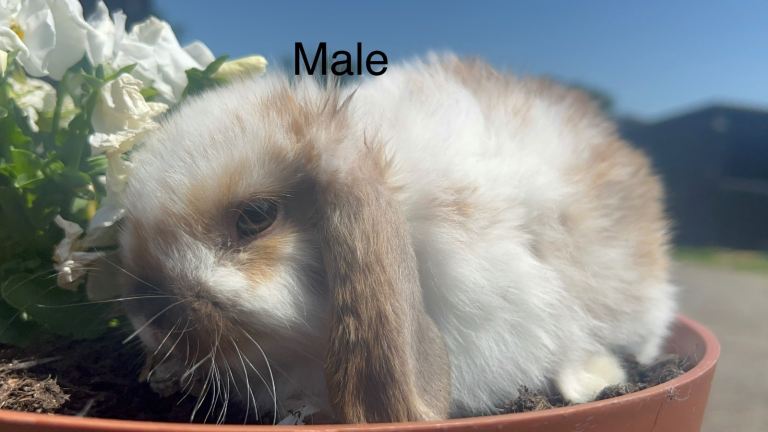 Outstanding Three Beautiful Mini Lops (Mixed Litter, Ready To Leave Next Week)