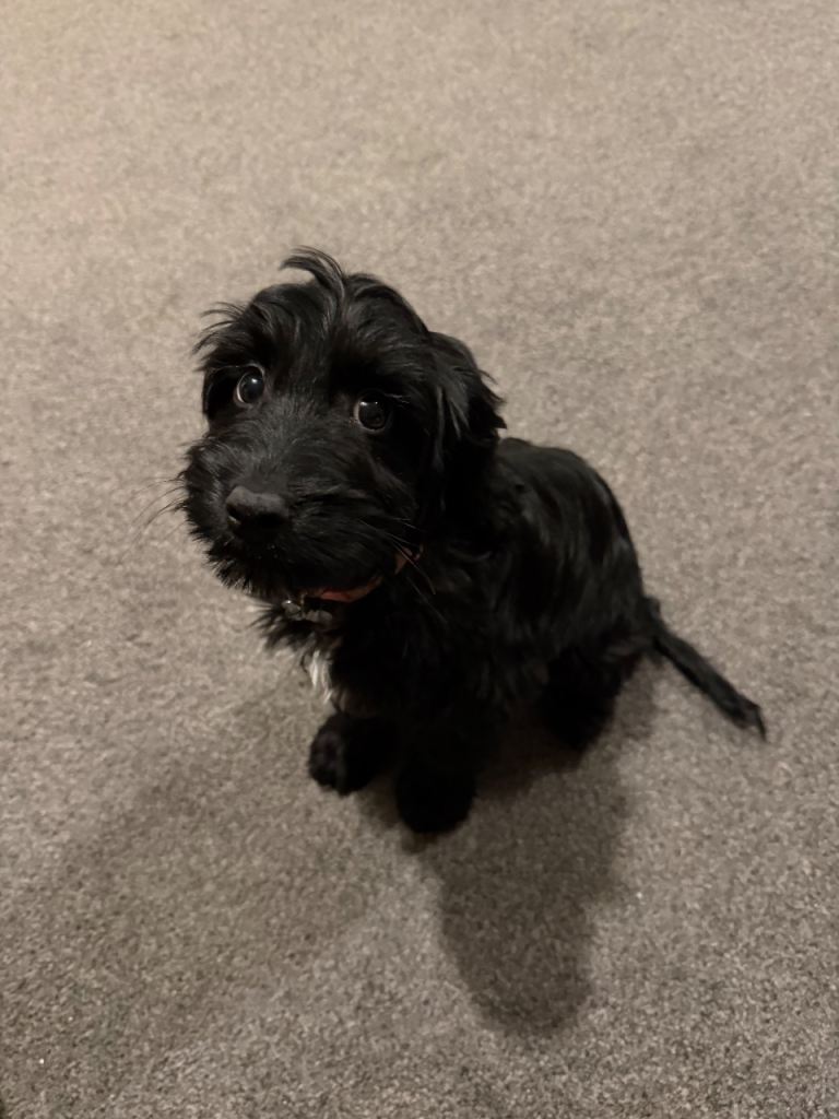 Puppy looking for a forever home 