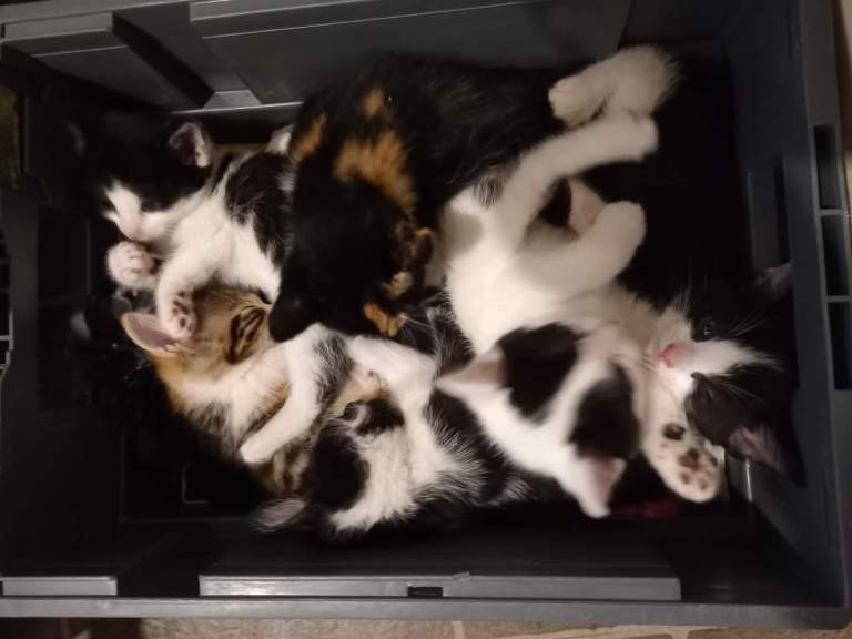 6 Kittens 