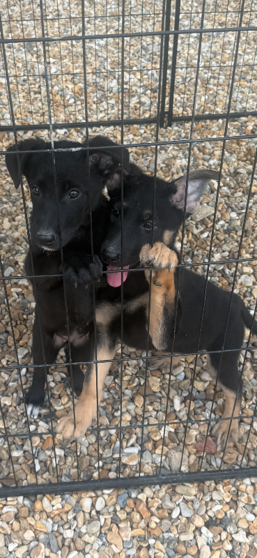 German shepherd x German shepherd/belgian Malinois puppy's 