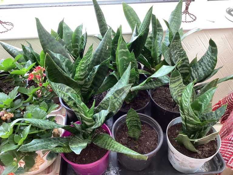 Snake plant  mother in laws tongue 