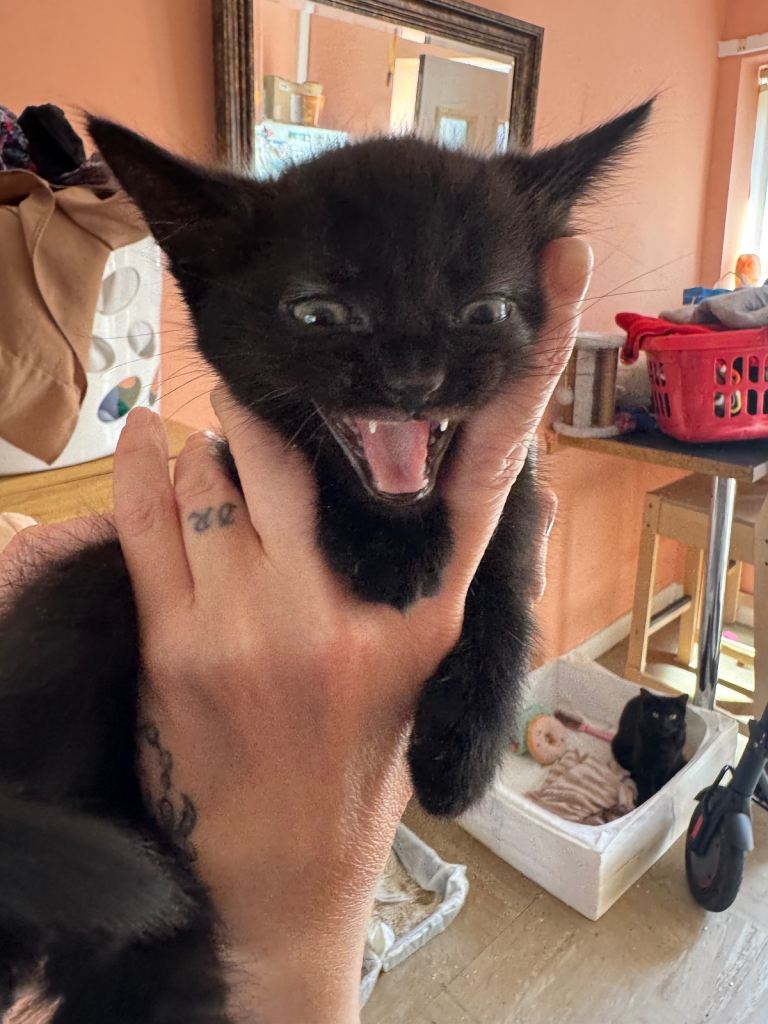 Black kittens 