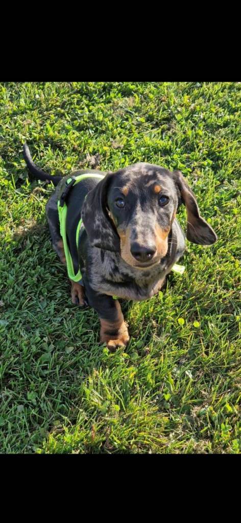 3 year old miniature dachshund