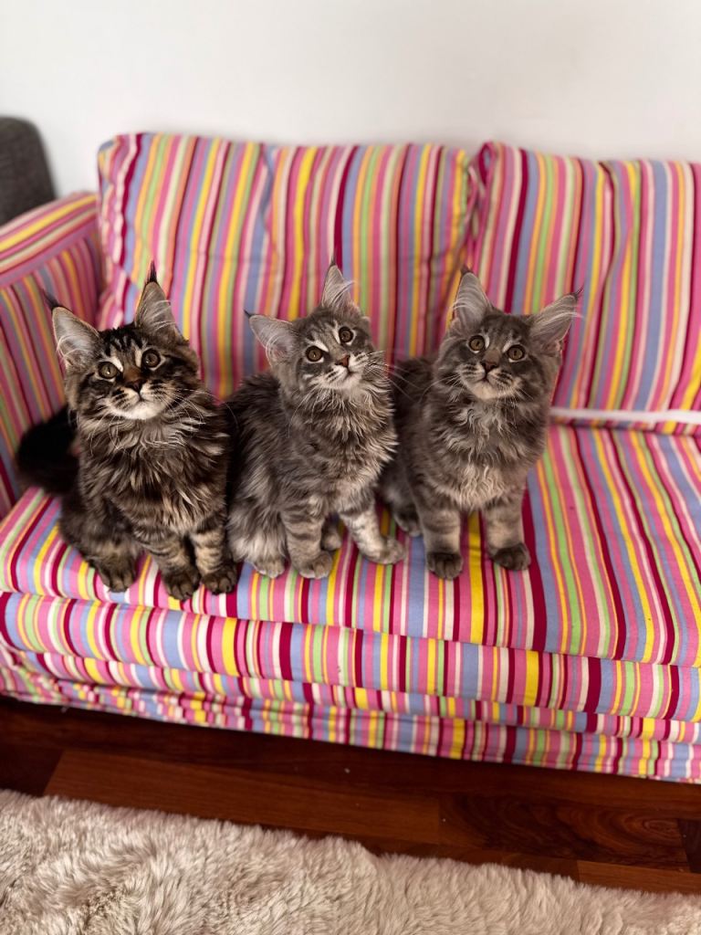 Maine Coon Kittens Available - Aberdeen