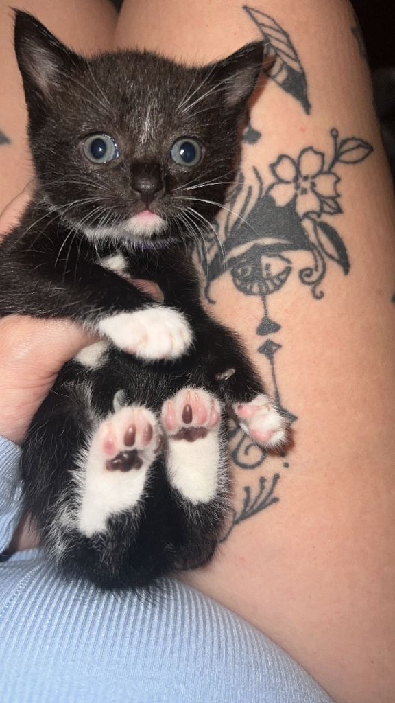 Kittens nearly ready for their forever home 