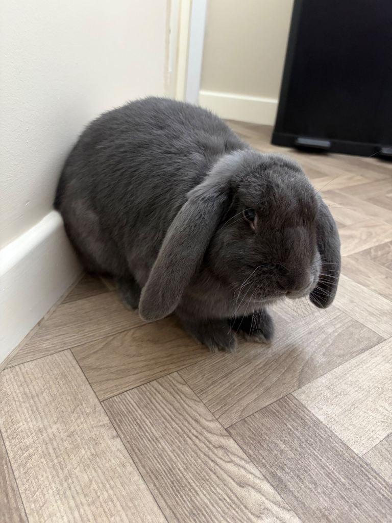 French Lop