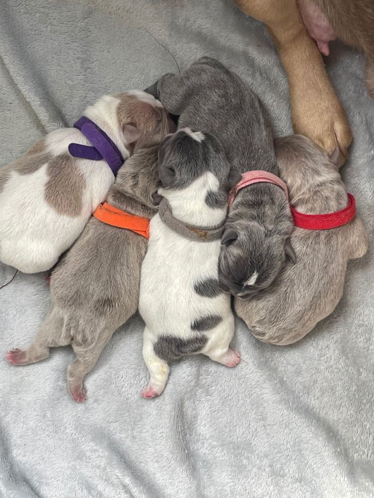 Pocket bully x English bulldog