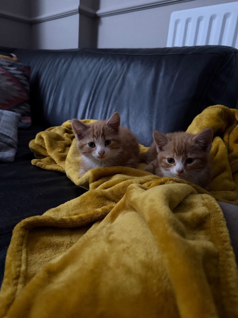 2 FULLY VACCINATED ginger kittens available!!! 