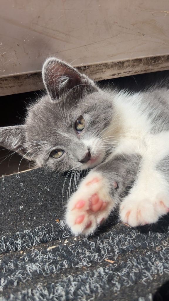 Kitten