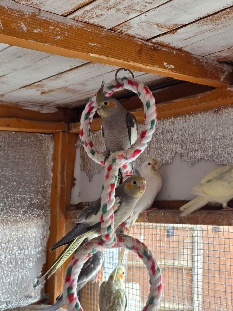 Kakarikis, cockatiels and bengalize finches