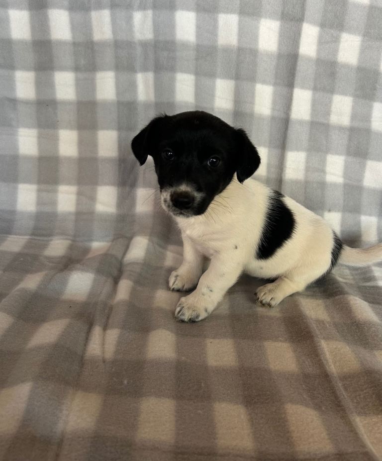 Jack Russell puppies