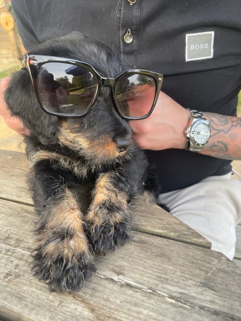 Jackapoo puppy 