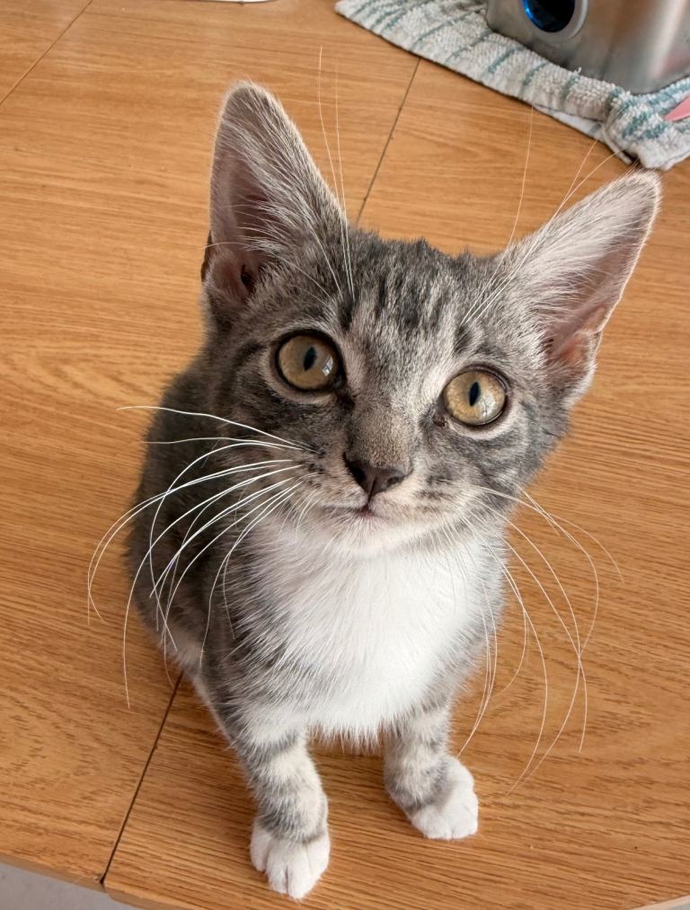 3 gorgeous kittens looking forever homes 