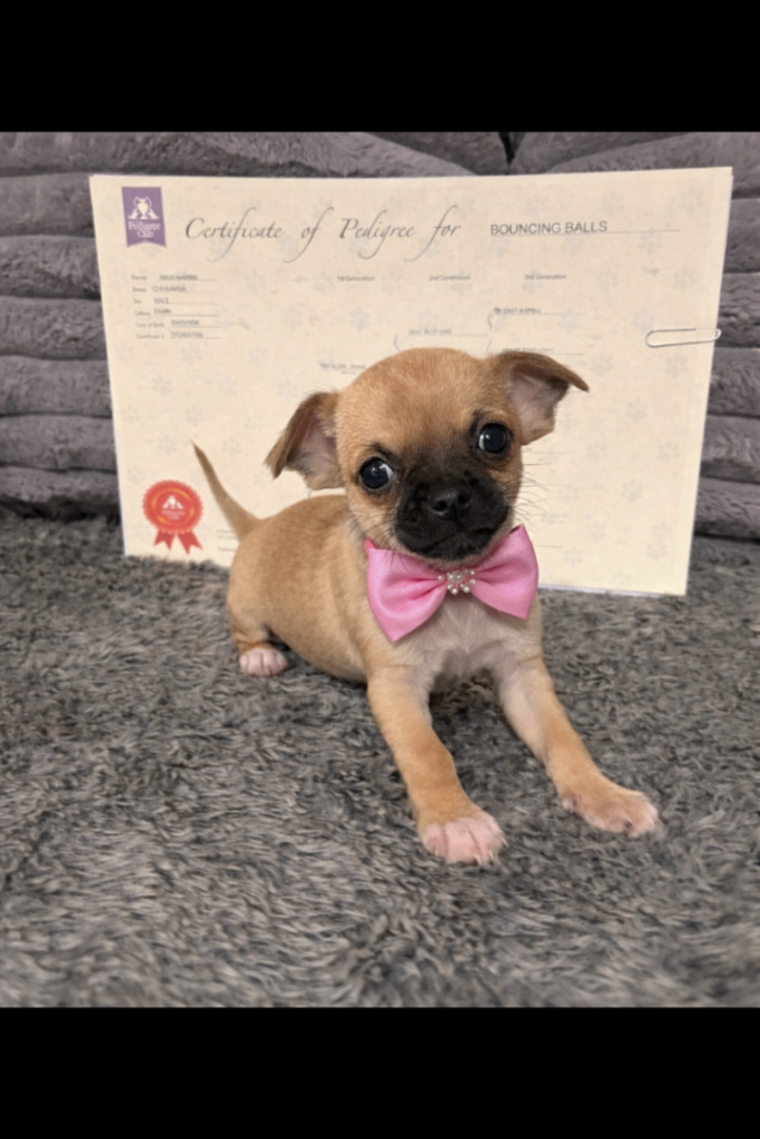 Pedigree chihuahua puppies last little girl 
