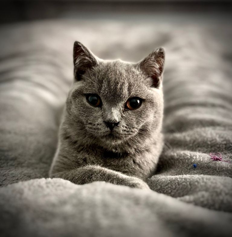 British Shorthaired Kitten