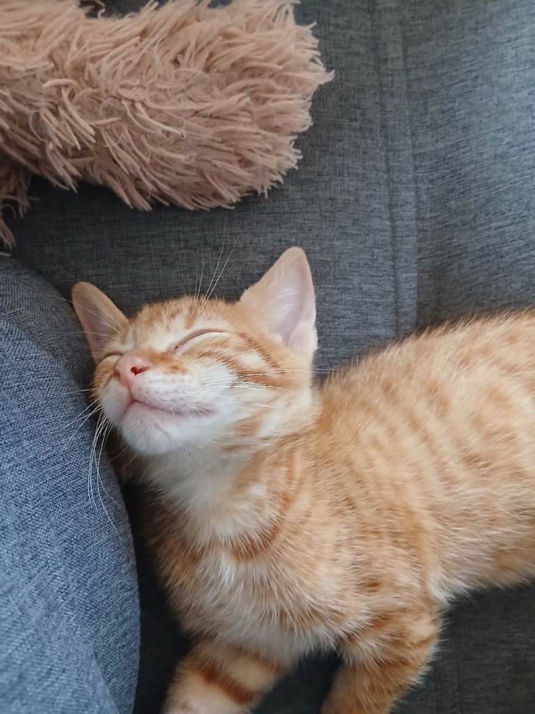 Ginger kittens 