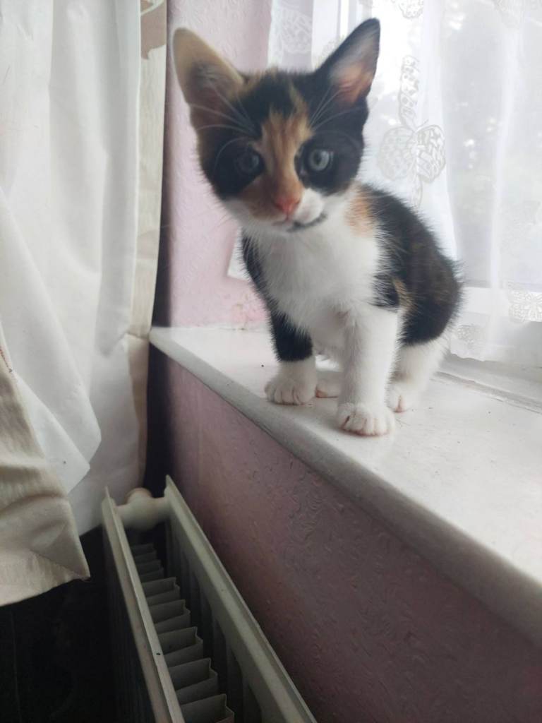 Beautiful kitten's for sale 