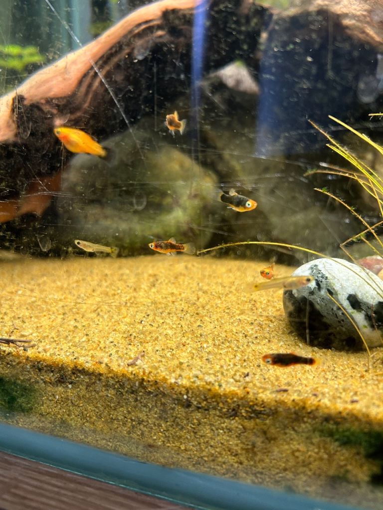 Mixed size and colour tropical platys/ 1 black guppy