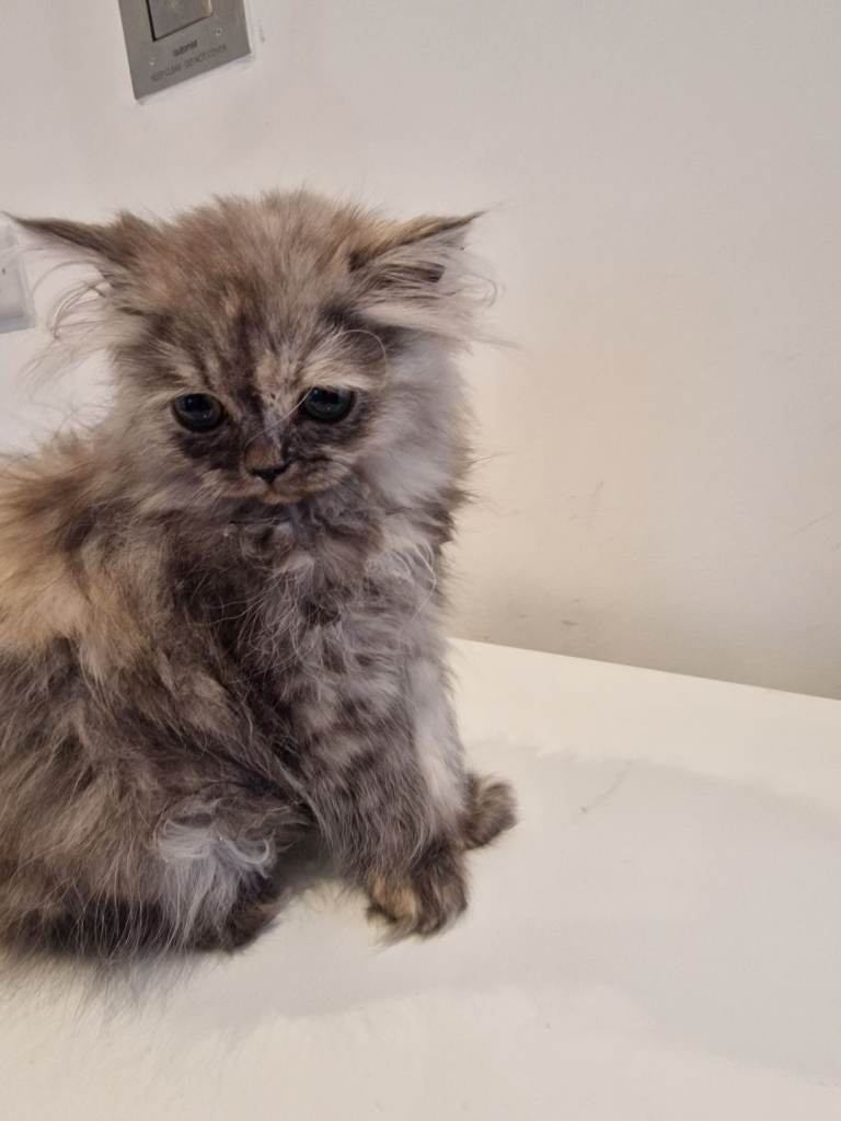 Kitten