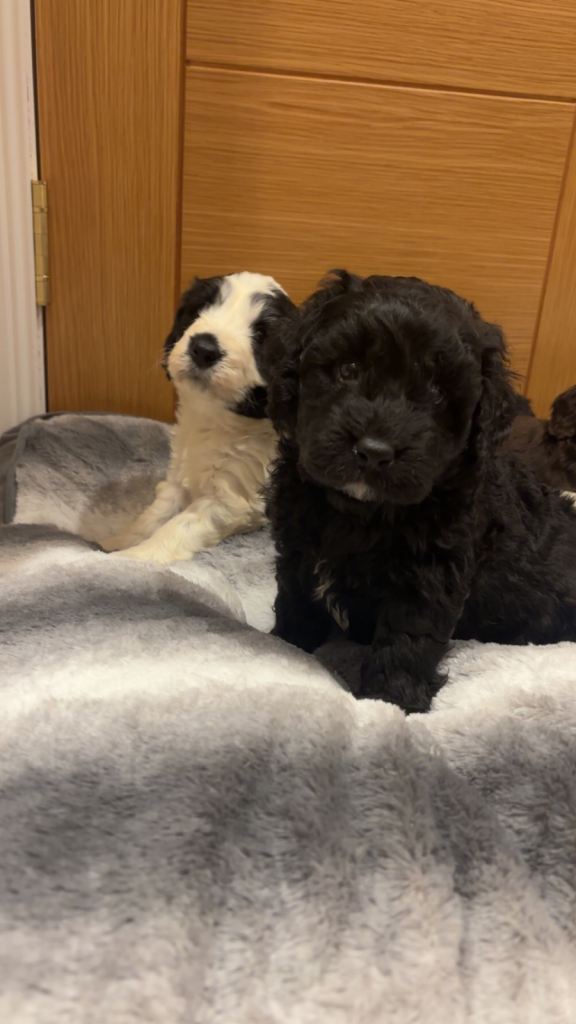 Cockapoo puppies 