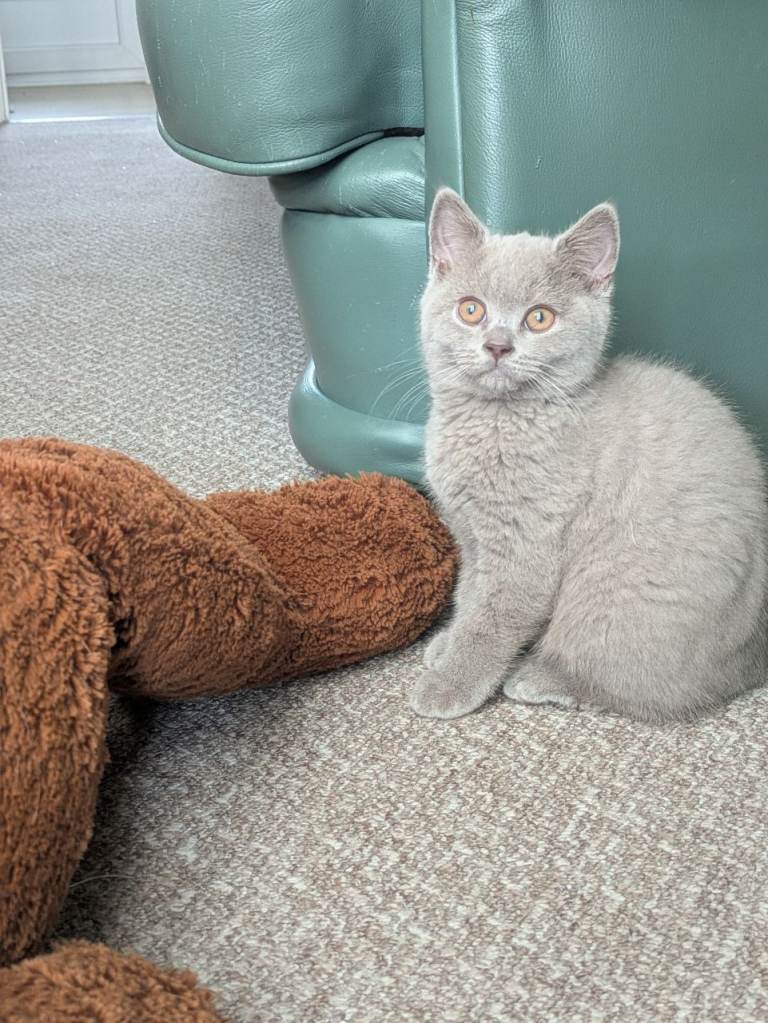 British Shorthair kittens ready now 