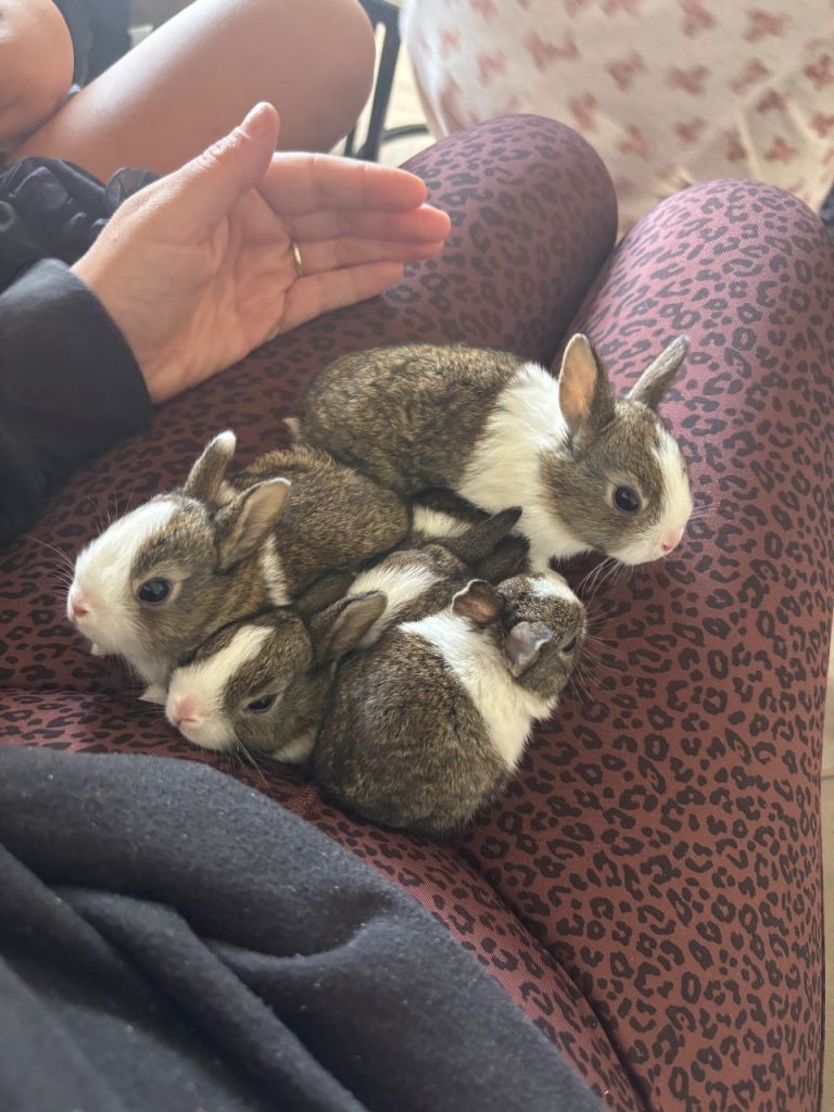 Baby rabbits 