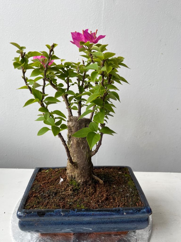 Bougainvillea Bonsai Tree – Pink Flowers, Healthy Plant