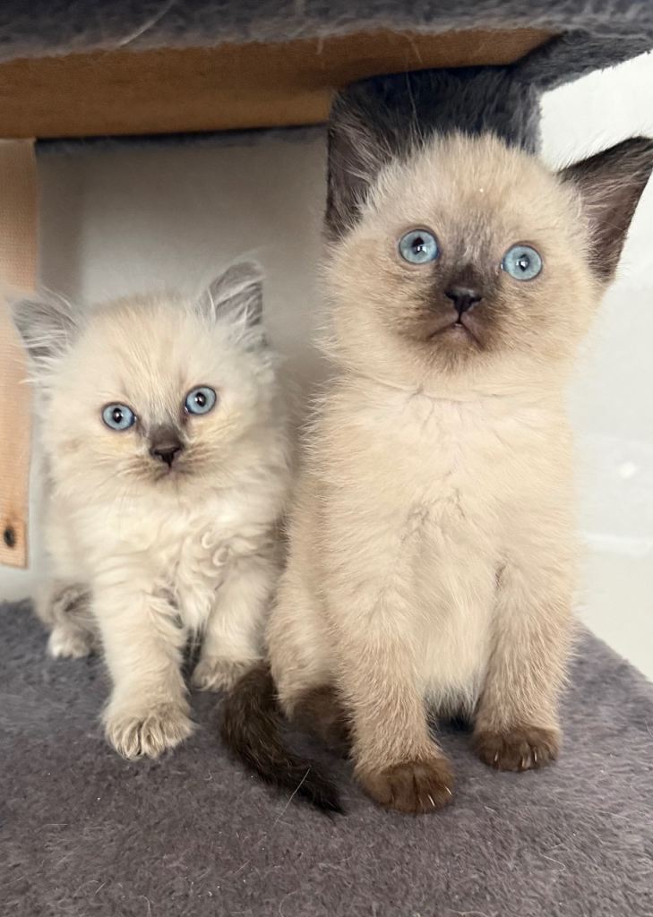 Ragdoll kitten 