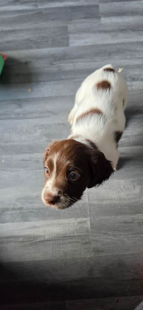 Springer pups