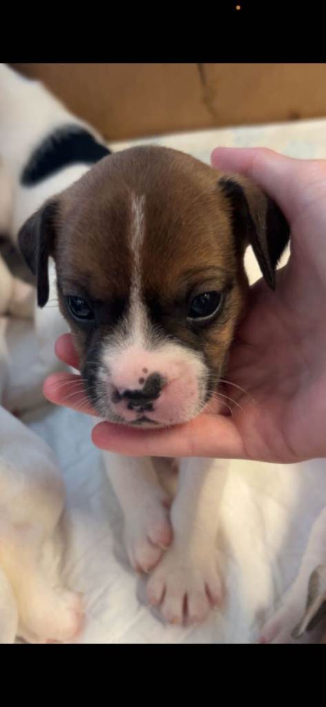 Jack Russell cross Frenchy ready end of week 