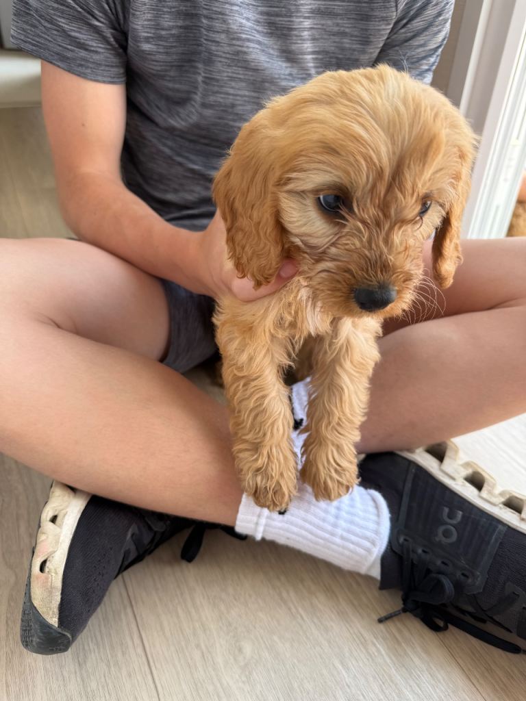 Cavapoo puppies