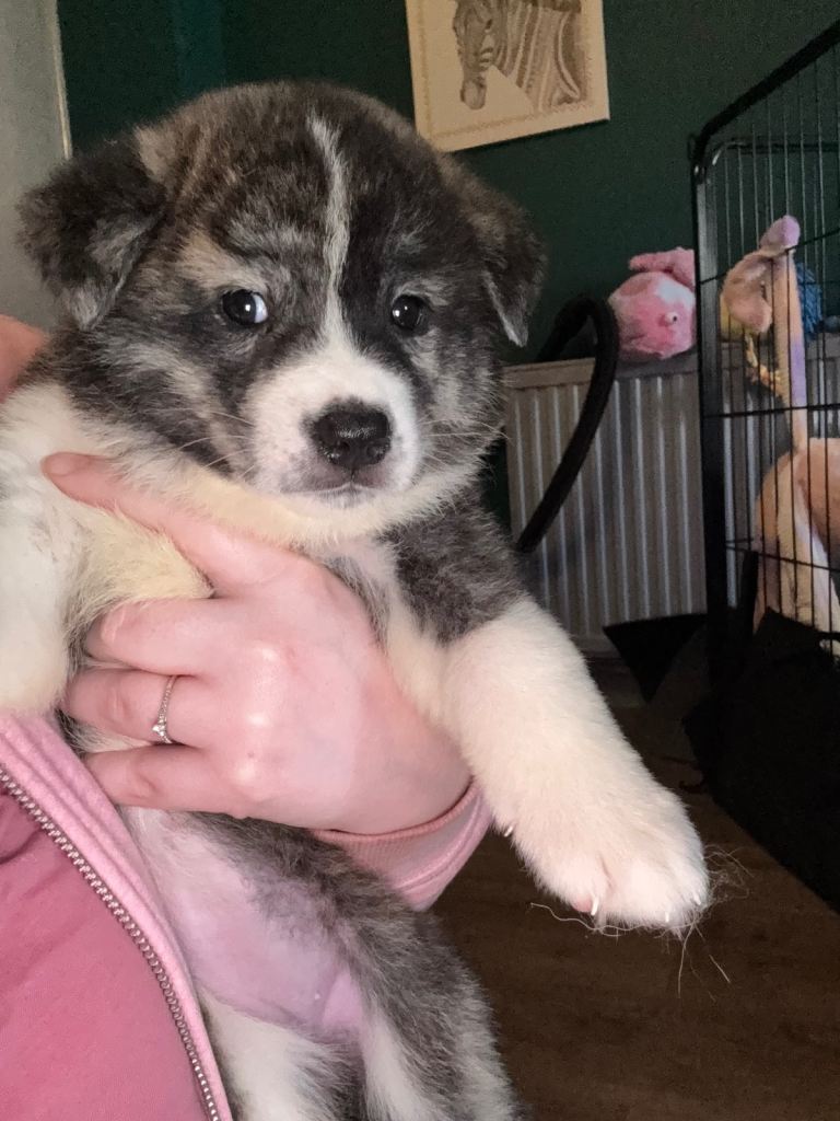 Japanese Akita 4 puppies left! 