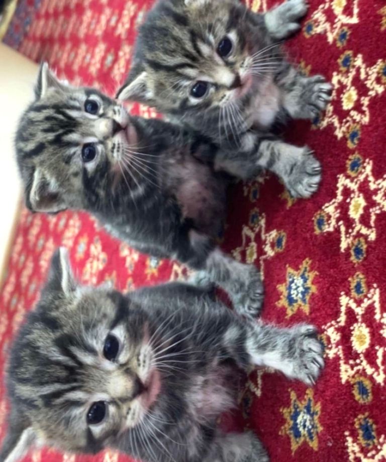 4 Beautiful Female Kittens for Sale 🐾