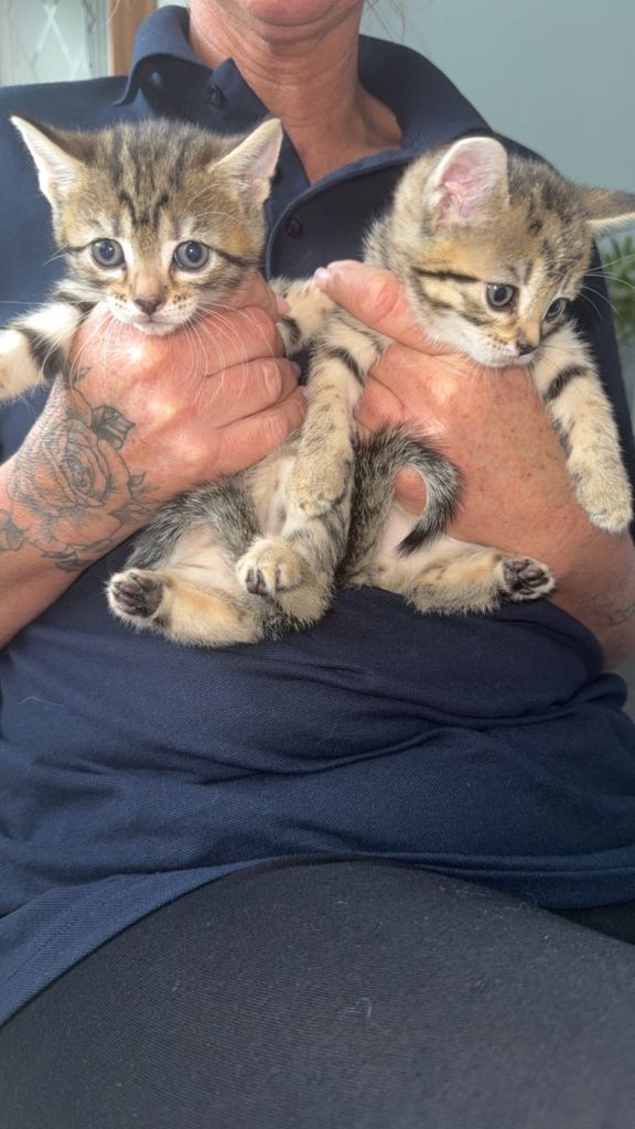 Kittens for sale 